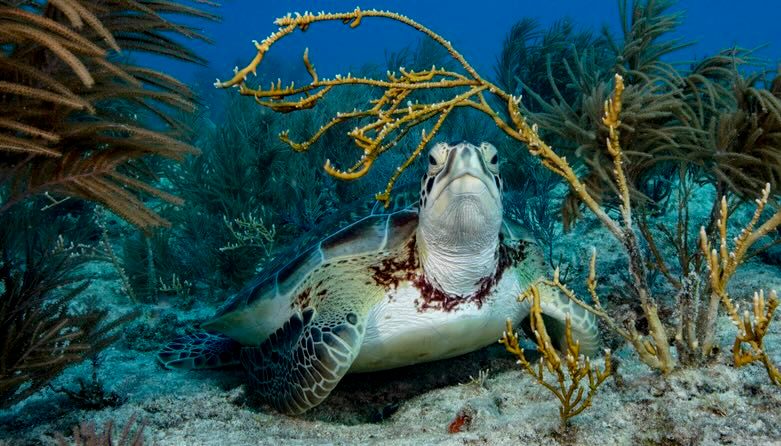 You are currently viewing 'Turtles are the canary in the coalmine for our marine ecosystems' – how ecotourism is protecting wildlife in Florida Keys – BBC Discover Wildlife