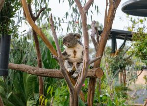 Read more about the article 14 Insider San Diego Zoo Tips From A Long-Time Member [2025] – La Jolla Mom