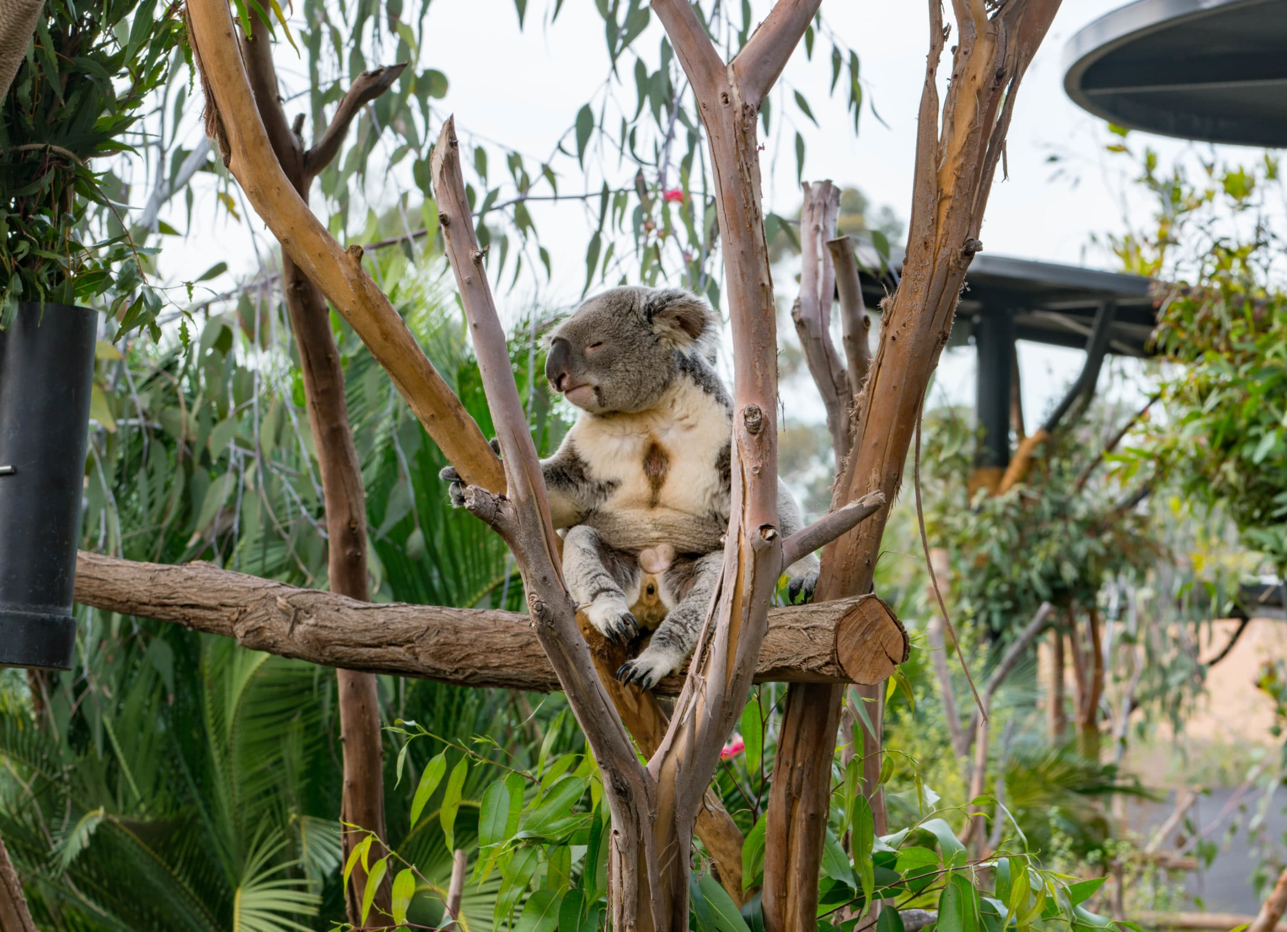 You are currently viewing 14 Insider San Diego Zoo Tips From A Long-Time Member [2025] – La Jolla Mom