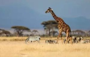 Read more about the article Kenya to revise visa requirements to attract more cruise tourists – ETTravelWorld.com