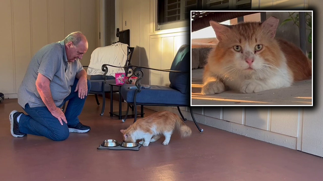You are currently viewing Florida cat escapes vet after procedure, travels 3 miles back home: ‘I would’ve called an Uber’ – FOX 13 Tampa Bay