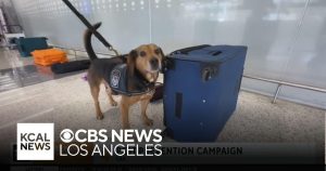Read more about the article LAX pest prevention campaign ahead of Memorial Day travel – CBS News