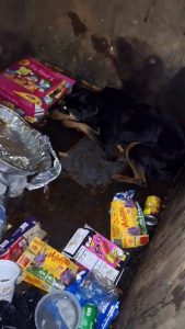 Read more about the article From trash to travel: Dog dumped in Houston dumpster adopted by family in Washington state – Click2Houston