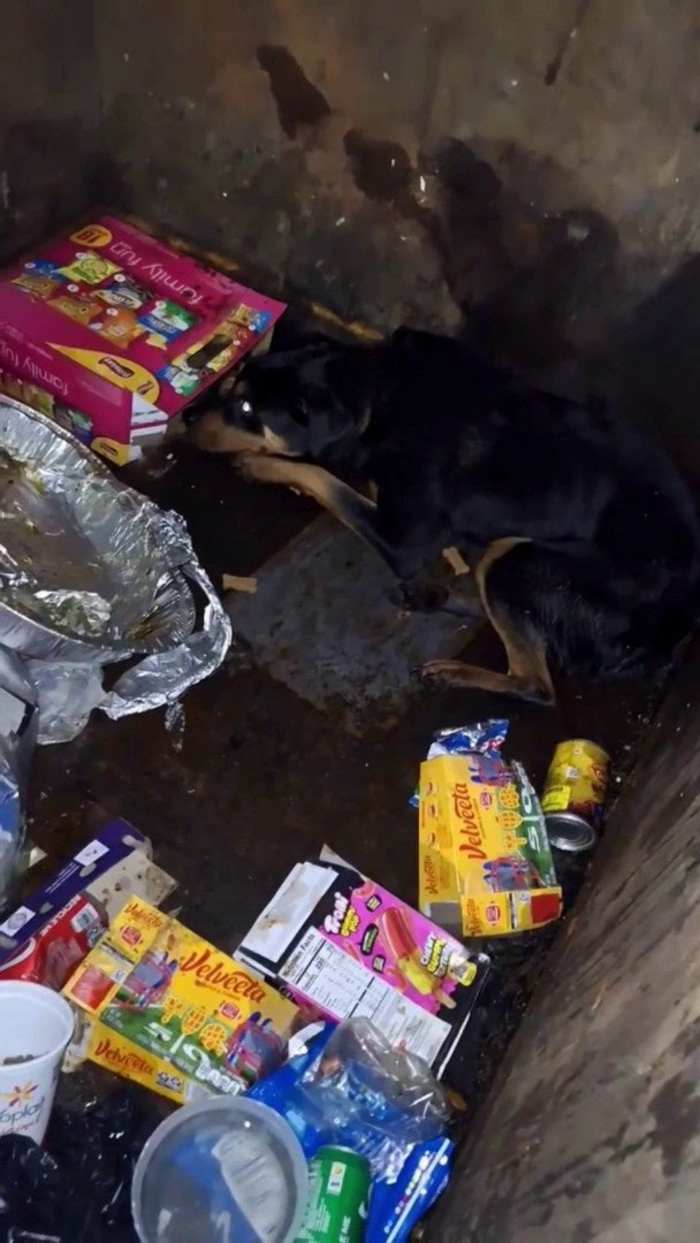 You are currently viewing From trash to travel: Dog dumped in Houston dumpster adopted by family in Washington state – Click2Houston