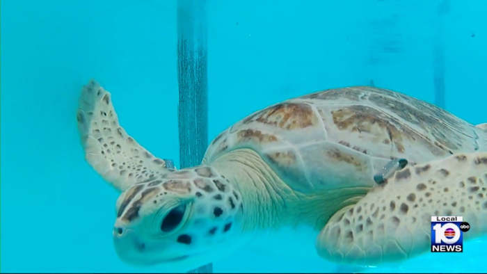 You are currently viewing Eco-tourism helps endangered sea turtles in Florida Keys – WPLG Local 10