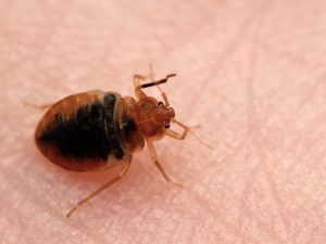 Read more about the article Most Bed Bug Infested Cities In California Ranked – Patch