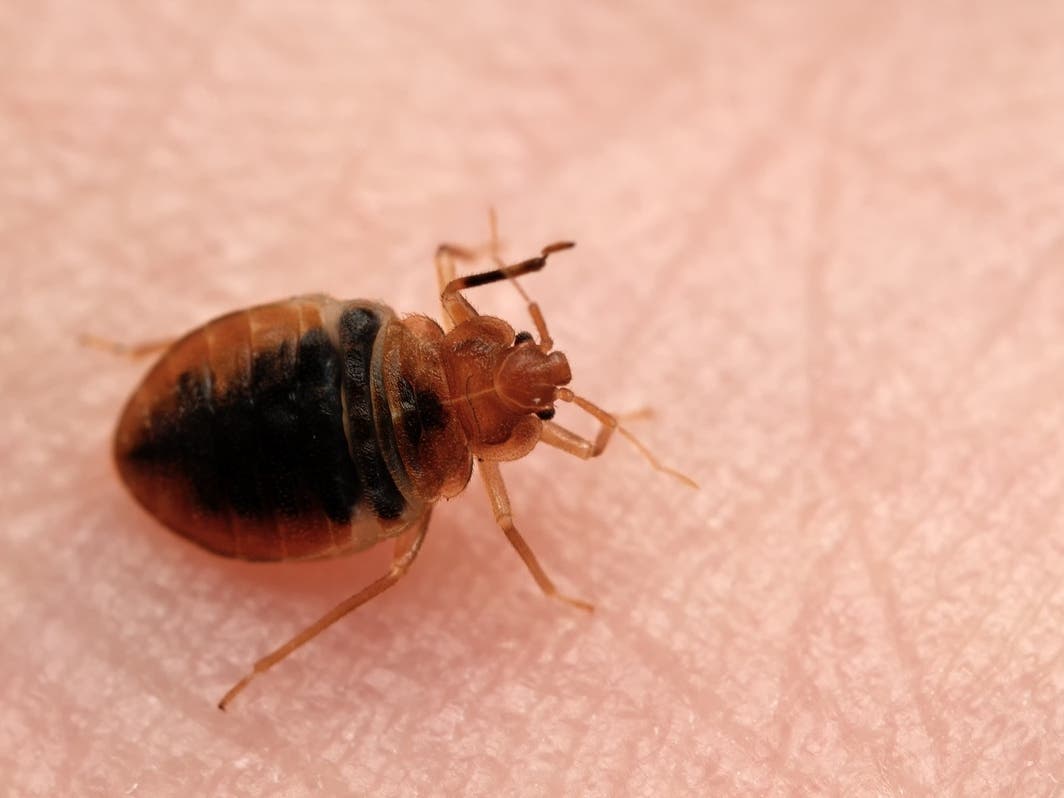 You are currently viewing Most Bed Bug Infested Cities In California Ranked – Patch