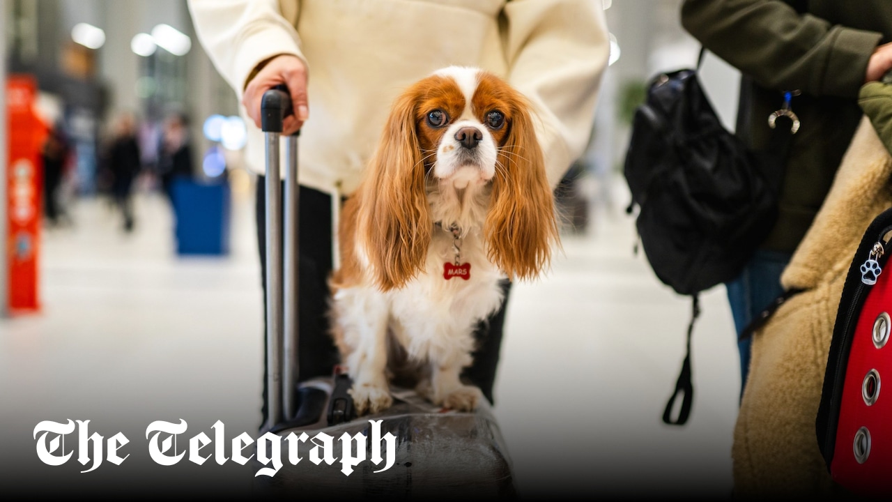Read more about the article The ultimate global guide to flying with animals – The Telegraph