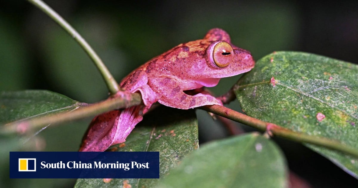 You are currently viewing Why are tourists hopping to rainforests in Borneo? Frogs, of course