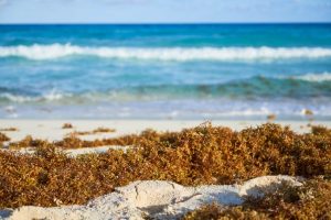 Read more about the article Now The Caribbean Join Forces With Mexico and the Dominican Republic To Find Solutions For Sargassum Crisis – Travel And Tour World