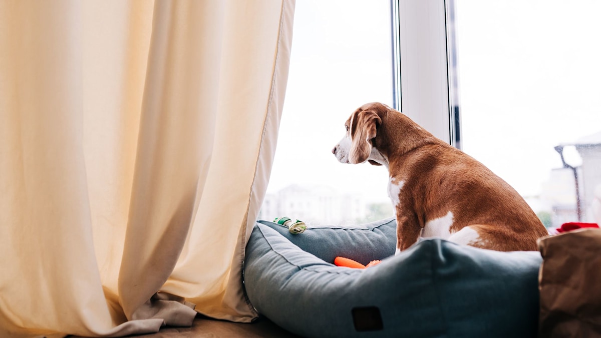 You are currently viewing Leaving your dog for a holiday? Pet experts offer 5 tips to avoid 'separation anxiety' – and imprisonment – hellomagazine.com