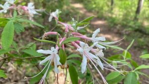 Read more about the article This is the most beautiful place in Louisiana according to Travel + Leisure. How to see it