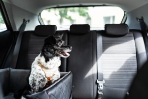 Read more about the article 12 Vet-Approved Tips for Traveling in a Car With a Dog – Dogster