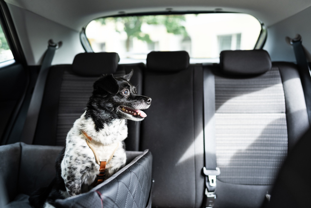 Read more about the article 12 Vet-Approved Tips for Traveling in a Car With a Dog – Dogster