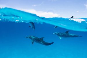 Read more about the article American Airlines Is Launching Direct Flights to One of the Bahamas’ Smallest Islands—and It's Got Crystal Waters