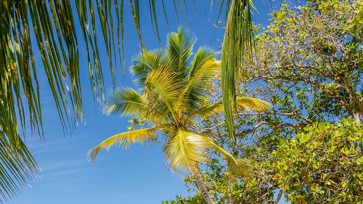 You are currently viewing 5 Caribbean island alternatives for a crowd-free escape – National Geographic