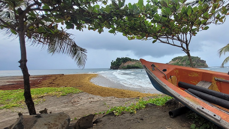 You are currently viewing Sargassum Woes: Caribbean Seaweed is Real – and a Real Concern – Open Jaw