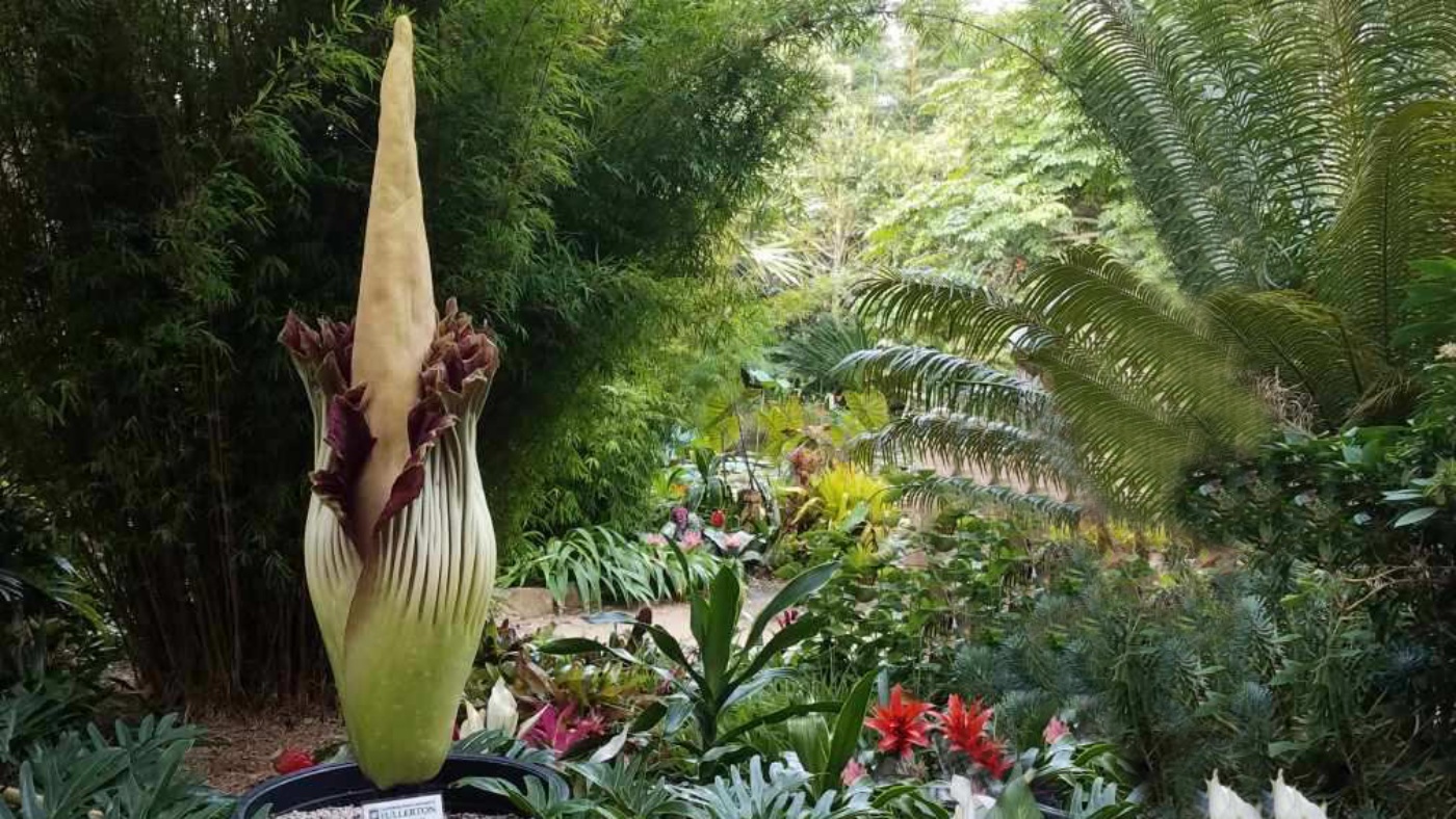 You are currently viewing Be in the nose about San Diego Botanic Garden's blooming Corpse Flower – NBC Los Angeles