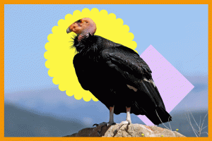 Read more about the article How to spot California condors near L.A. – Los Angeles Times