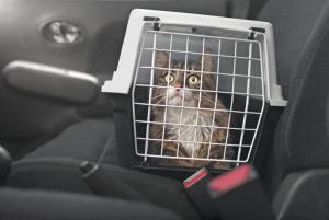 Read more about the article How to Travel With a Cat in a Car: 11 Tips & Tricks – Catster