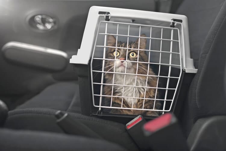 You are currently viewing How to Travel With a Cat in a Car: 11 Tips & Tricks – Catster