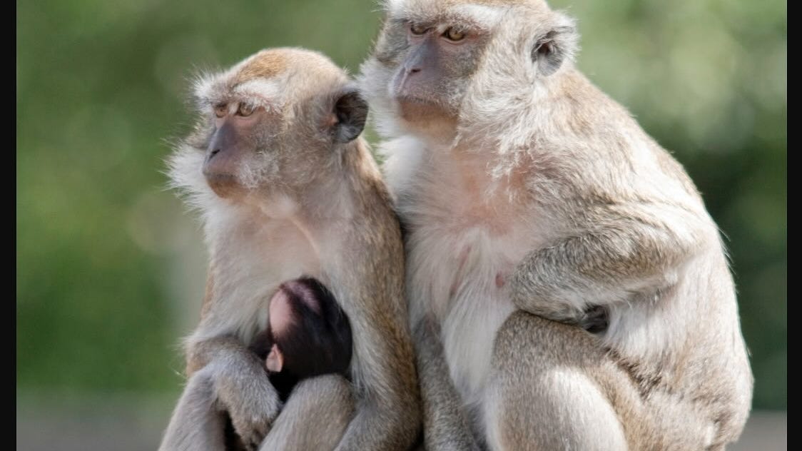 Read more about the article Travel + Leisure says SC island that's home of 3,000 monkeys is worth seeing. But can you?