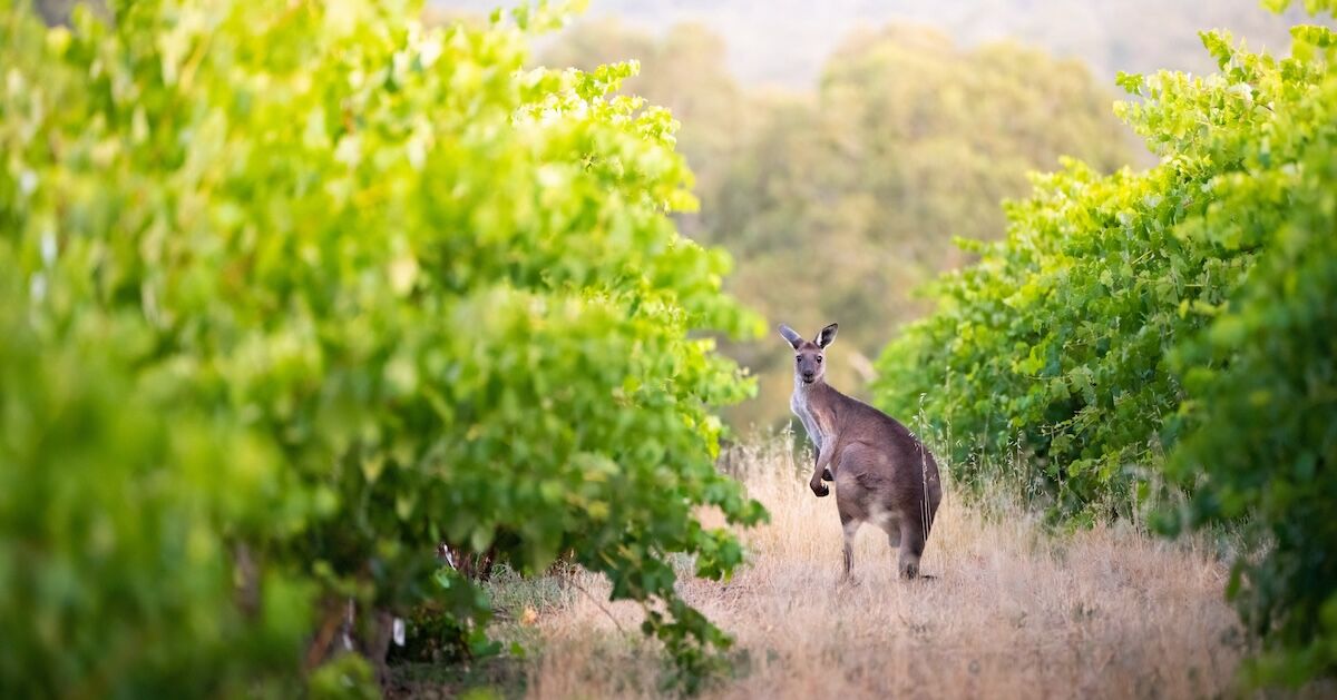 You are currently viewing This $16 Wine Flight Could Win You a Free Seat on United’s New San Francisco to Adelaide Route – Matador Network