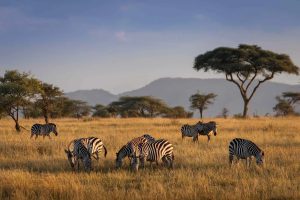 Read more about the article Pan Am Is Returning to Africa for the First Time in 30 Years With a 19-Day Luxury 'Sky to Safari' Private Jet Experience