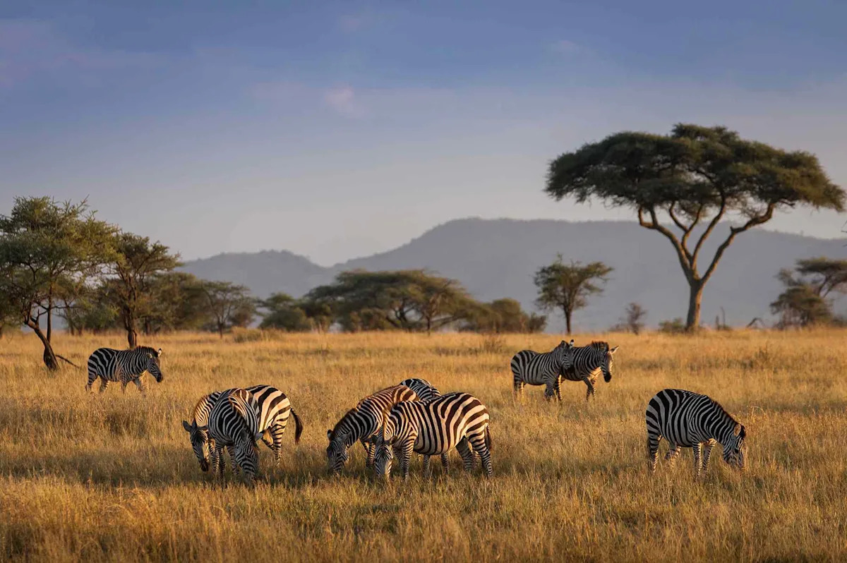 You are currently viewing Pan Am Is Returning to Africa for the First Time in 30 Years With a 19-Day Luxury 'Sky to Safari' Private Jet Experience