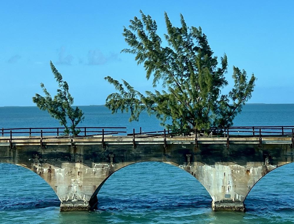 You are currently viewing Fred the Tree: The Florida Keys’ ‘Celebri-Tree’ – Florida Keys & Key West