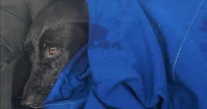 Read more about the article Their dog vanished during a trip to San Diego. They found her swimming half a mile offshore – Los Angeles Times