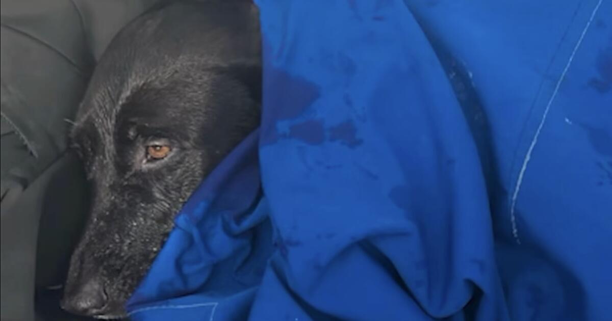 You are currently viewing Their dog vanished during a trip to San Diego. They found her swimming half a mile offshore – Los Angeles Times