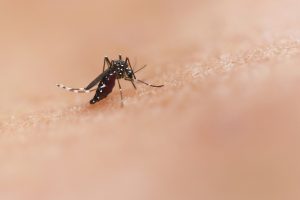 Read more about the article Florida reports additional local dengue transmission, 44 more travel acquired chikungunya – Outbreak News Today