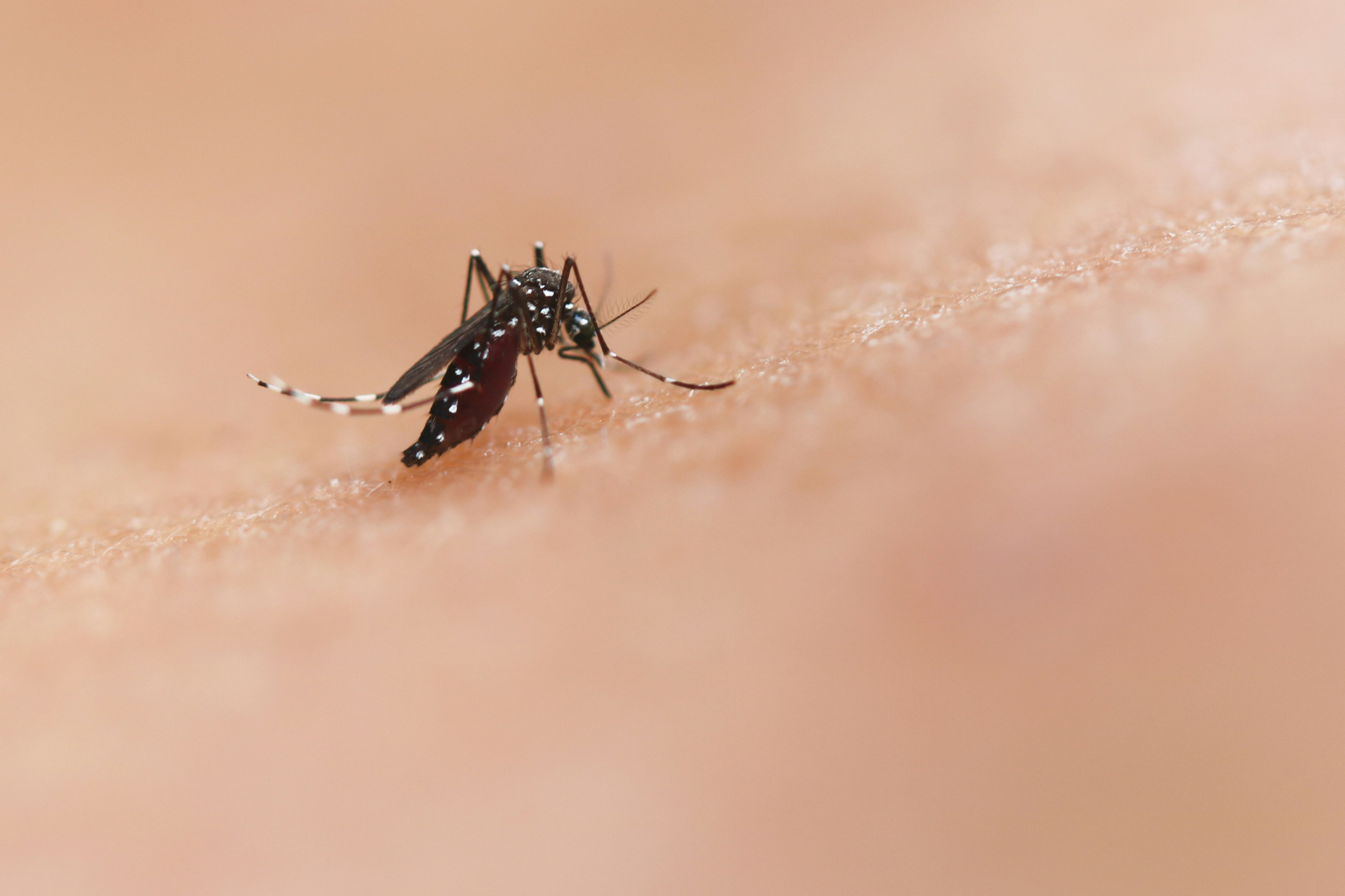 You are currently viewing Florida reports additional local dengue transmission, 44 more travel acquired chikungunya – Outbreak News Today