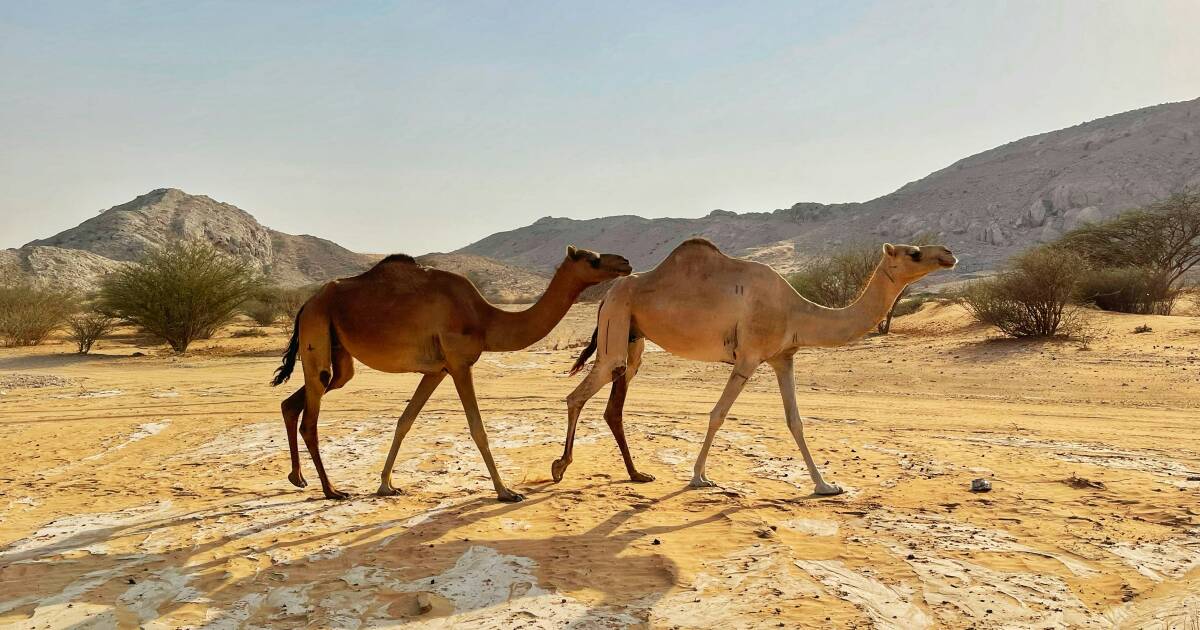 You are currently viewing Dubai tops travel searches for Australians, fueled by viral chocolate craze – The Canberra Times