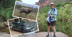Read more about the article 'A buffalo ruined my Top End holiday': bizarre domestic travel claim costs thousands – The Canberra Times