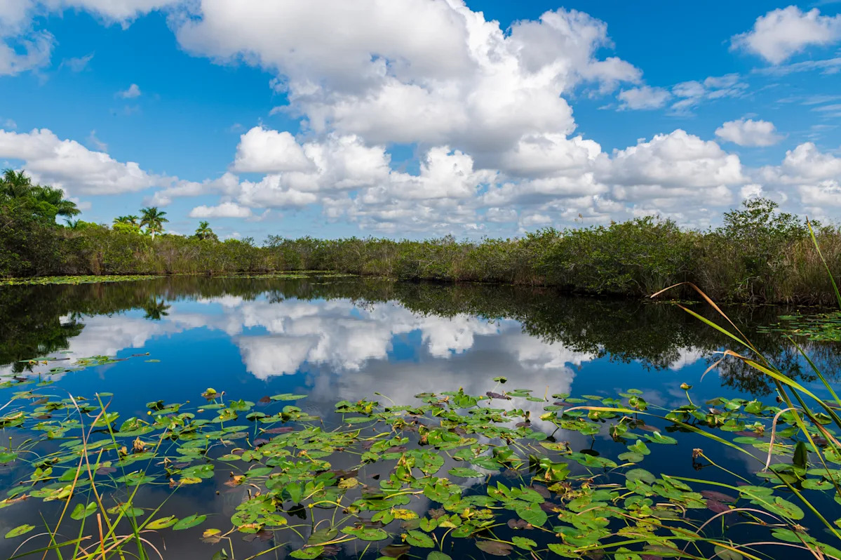 You are currently viewing This Simple Boardwalk Hike Is One of Florida’s Best Wildlife Spots – Yahoo Creators