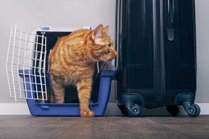 Read more about the article How to Fly With Your Cat in 2026: Expert Tips & Tricks – Catster