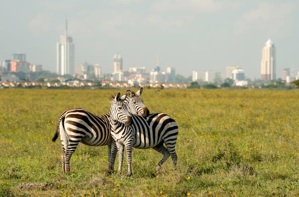 You are currently viewing 16 essential things to know before traveling to Kenya – Lonely Planet