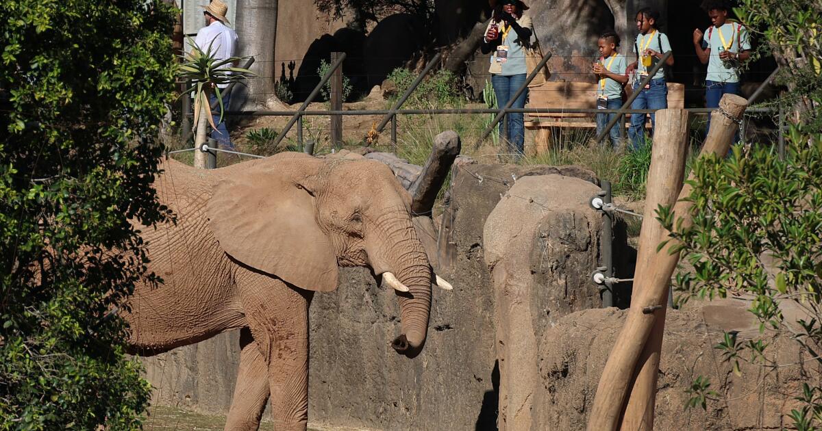 You are currently viewing So close you can see elephant eyelashes? Welcome to San Diego’s Elephant Valley – Los Angeles Times