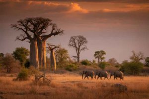 Read more about the article Discover Kruger’s Wildlife: Limited Access Reopens as Park Recovers from Severe Weather – Travel And Tour World