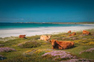 Read more about the article UK’s Sunniest Place Revealed: The ‘Caribbean-Style’ Island with White Sand Beaches and No Crowds – Travel And Tour World