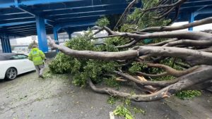 Read more about the article Live storm updates: Trees down after thunderstorms move through Bay Area – ABC7 San Francisco