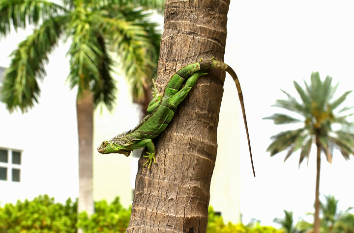 You are currently viewing Florida Is Still a Winter Escape, Even When Iguanas Are Falling From Trees – TravelPirates