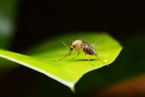 Read more about the article Phil Goodman: What a mosquito can cost Florida – Florida Politics