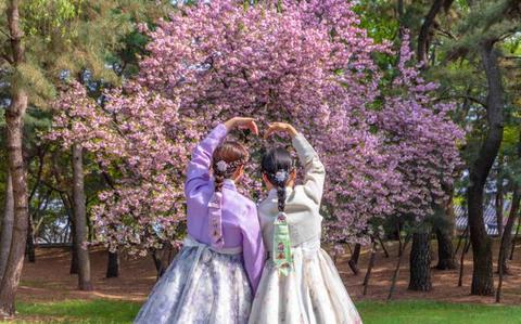 You are currently viewing Top tips for viewing cherry blossoms in Korea – Stripes Korea