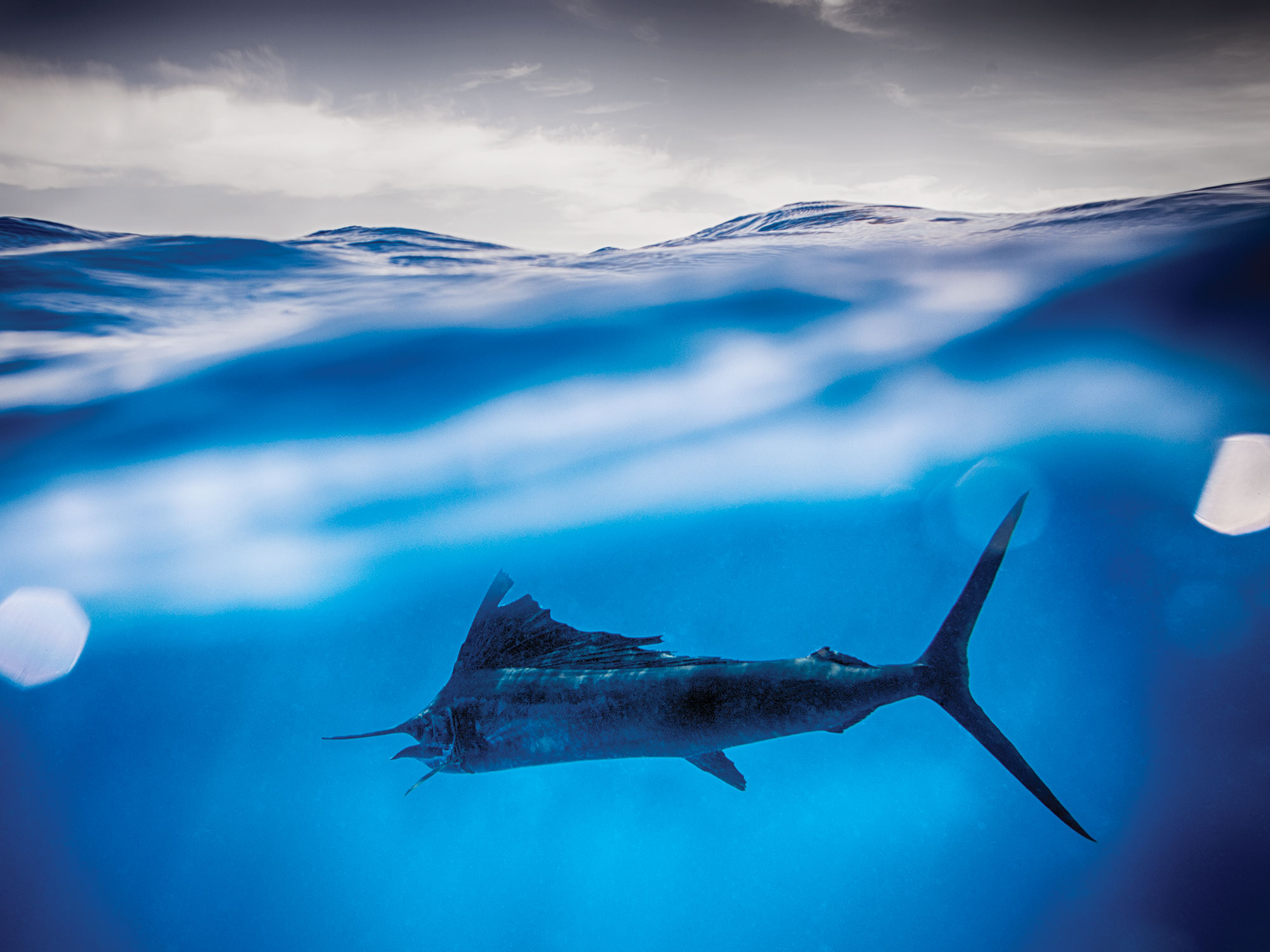 You are currently viewing Florida Keys: A Diverse Fishing Habitat – Sport Fishing Mag