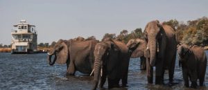 Read more about the article Go2Africa 2025 Safari Travel Report Reveals Key Trends in the African Safari Tourism, Including New Destinations, Solo Travel and Conservation Focus – Travel And Tour World