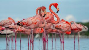 Read more about the article Florida’s flamingos are back. Here’s where to see them in the Everglades. – National Geographic