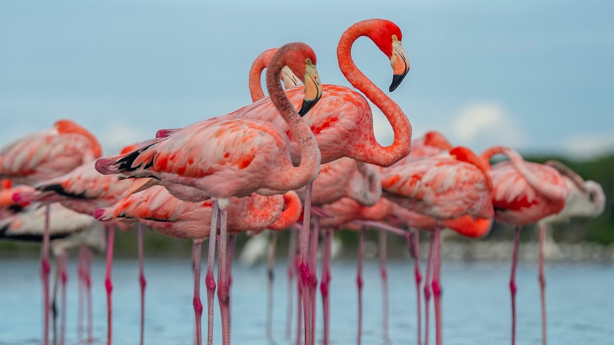 You are currently viewing Florida’s flamingos are back. Here’s where to see them in the Everglades. – National Geographic